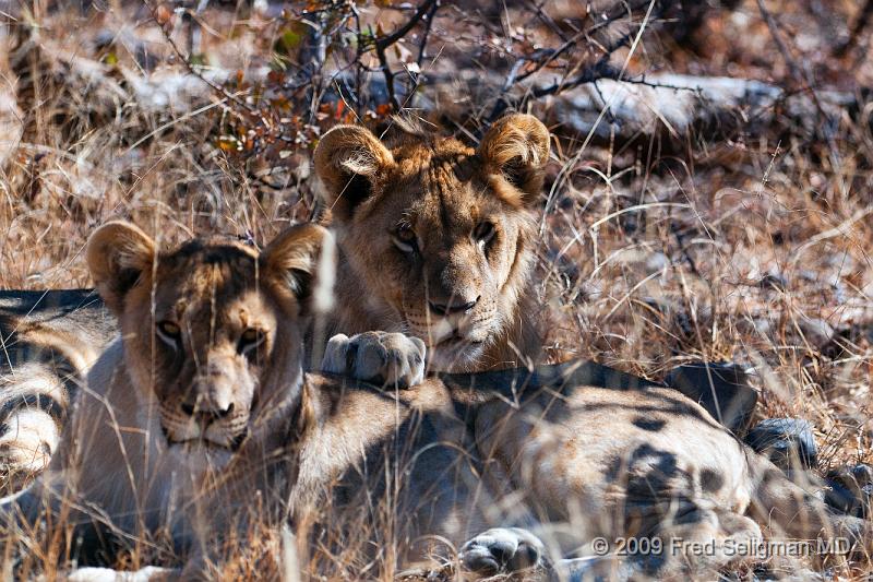 20090611_124409 D300 X1.jpg - Lions at Little Ongava Reserve, a private game area, contiguous with Etosha National Park, Namibia